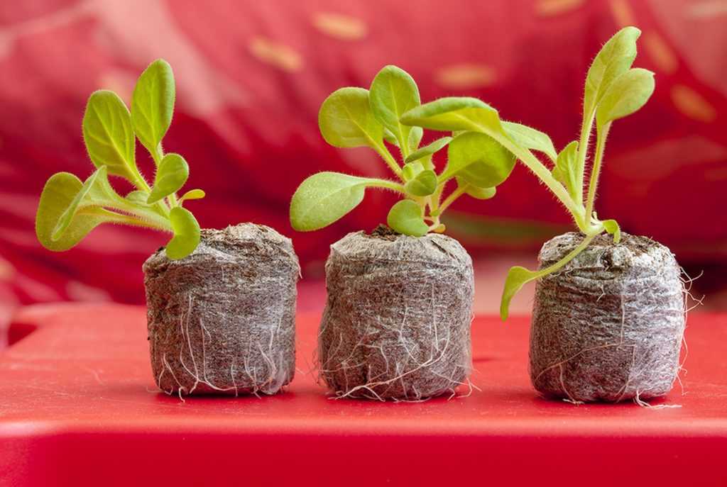 Как вырастить гранат из косточки в домашних условиях, посадка и уход, инструкция по выращиванию, как посадить и прочее