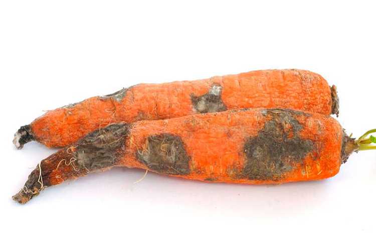 Болезни моркови: фото, описание и признаки, профилактика и способы лечения