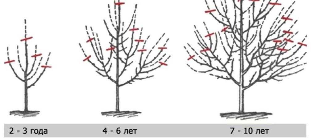 Обрезка вишни весной: схема для начинающих с подробным описанием, сроки