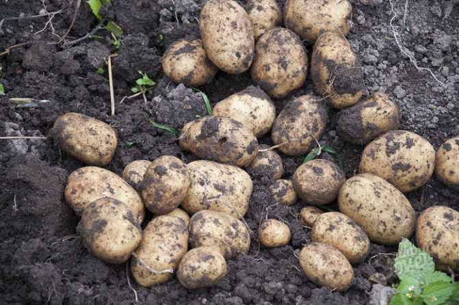 Не цветет картофель: какие причины и что делать, будет ли урожай