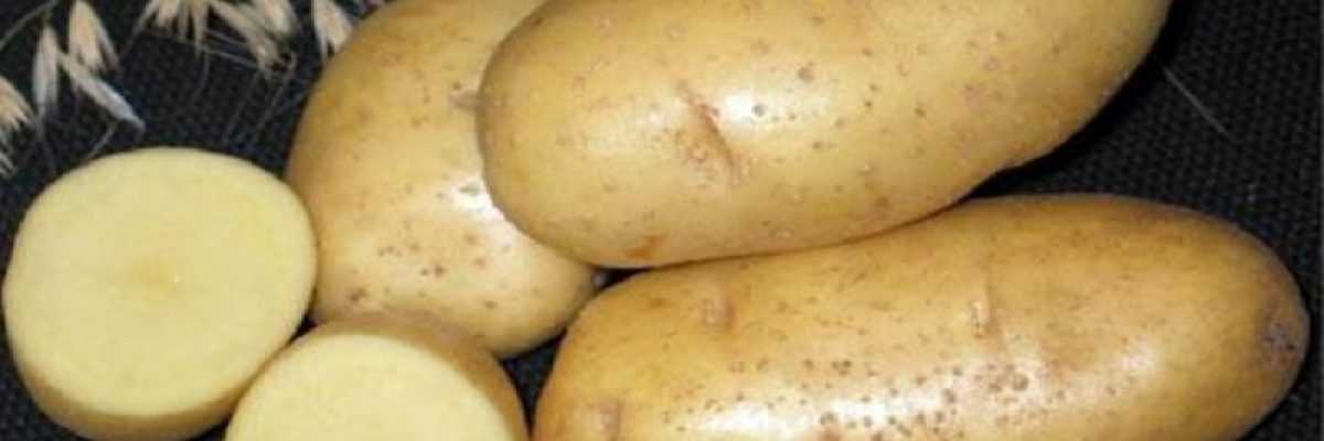 Сорт картофеля «чародей» – описание и фото