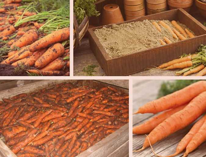 Как и где хранить морковь