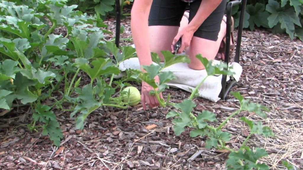 Как растить тыкву — технологичный огород