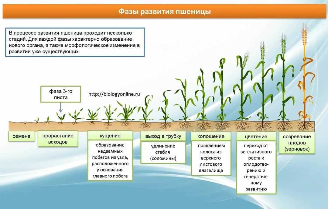 Технология возделывания пшеницы яровых сортов