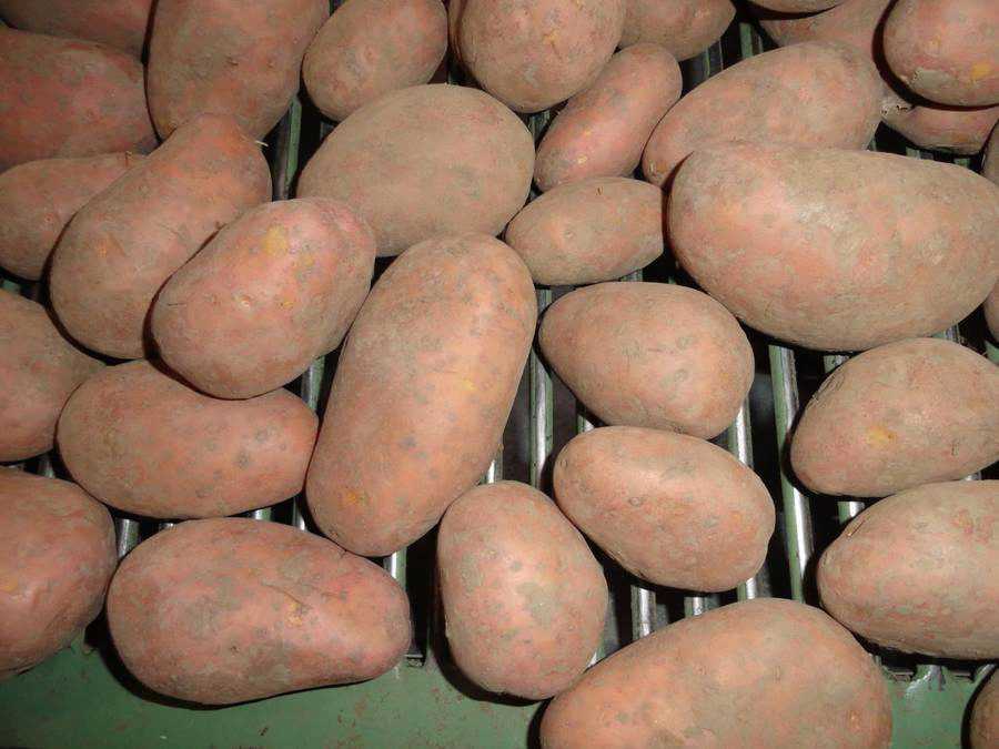 Картофель сорта "агата": описание, характеристики, урожайность