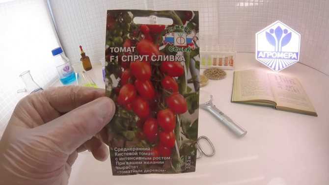 Томат спрут сливка: описание, выращивание, уход, фото