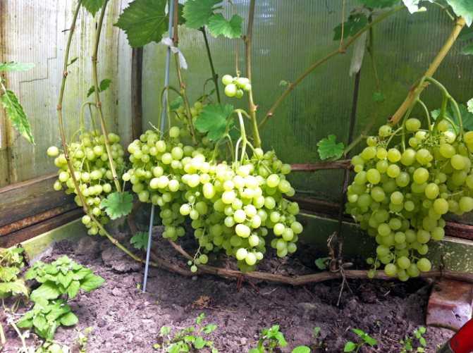 Описание сорта винограда алешенькин, посадка весной, выращивание и уход