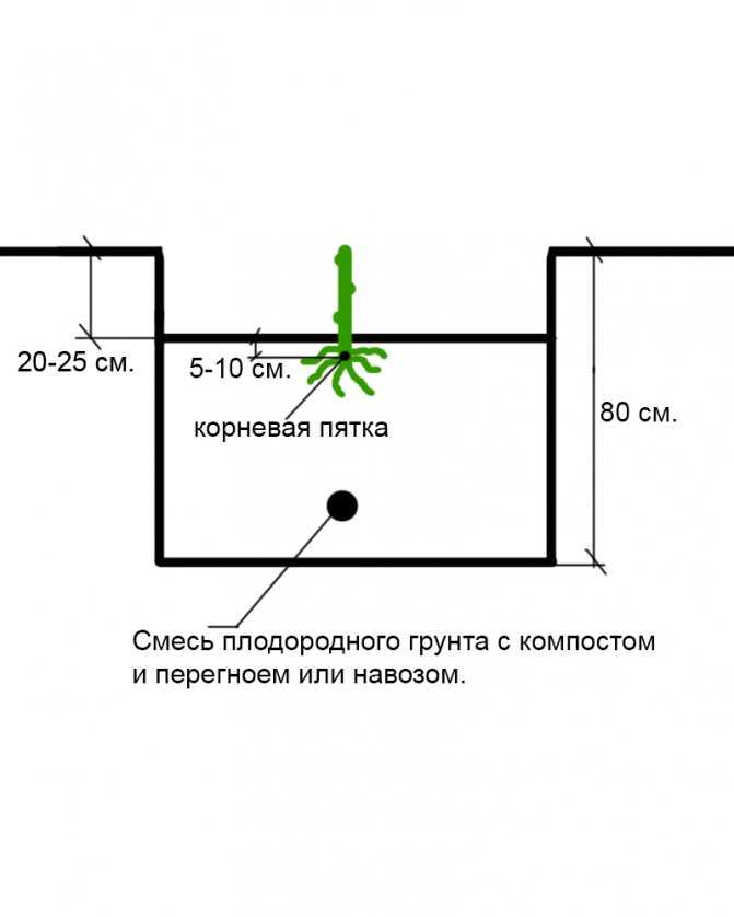 Схема посадки винограда в теплице расстояние между кустами