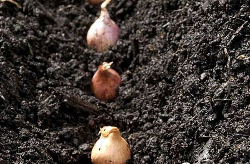 Зимний лук (озимый): сорта, посадка под зиму, технология выращивания, когда сажать осенью семена