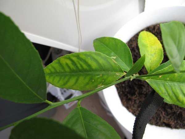 Почему у лимона опадают листья зеленые, от чего они сохнут в домашних условиях, что делать, если комнатное растение сбрасывает все плоды и не в уходе ли причина?дача эксперт