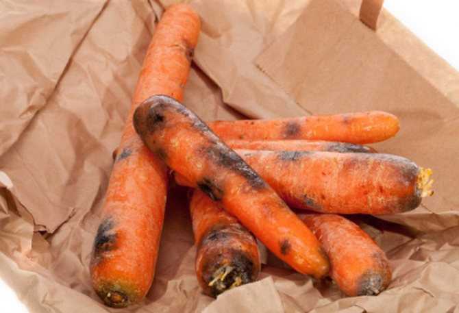 Почему гниет морковь при хранении: белая и черная гниль в подвале или погребе, проявление ризоктониоза, фазы роста, причины склеротинии, что делать с плесенью