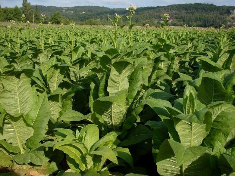 Семена табака турецкий: обзор сорта, его преимущества и недостатки, особенности выращивания и последующей обработки