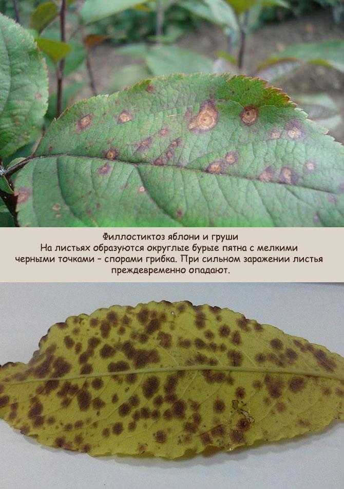 Яблоня болезни листьев и лечение фото