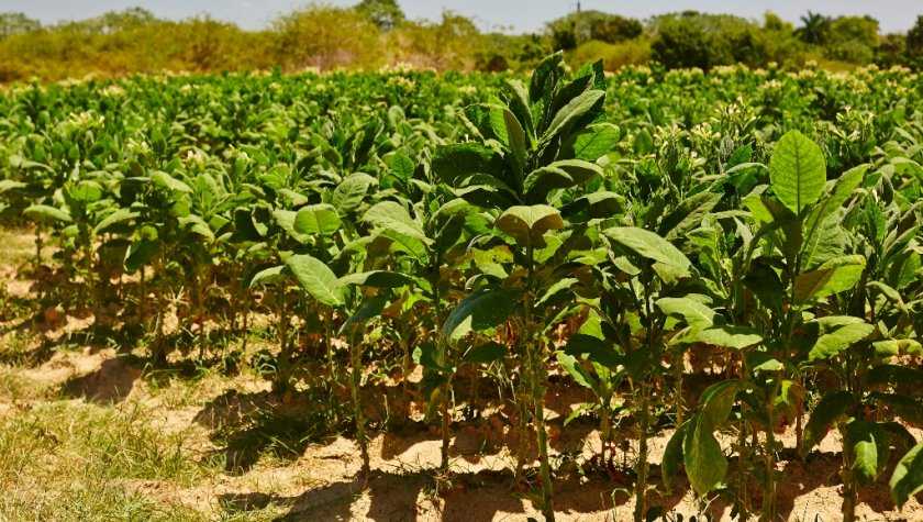 Выращиваем из семян табак «турецкий»: инструкция для начинающих, особенности сорта