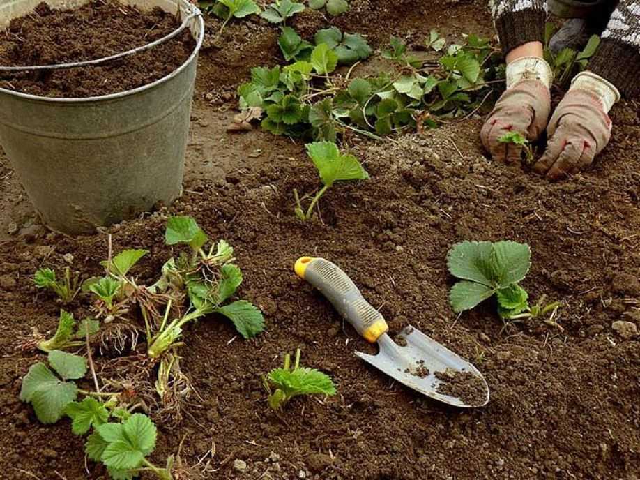 Как посадить хрен в огороде, правила его выращивания и размножения