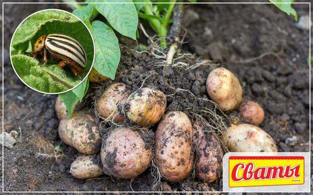 Обработка семян картофеля от колорадского жука: как и чем лучше обрабатывать картошку