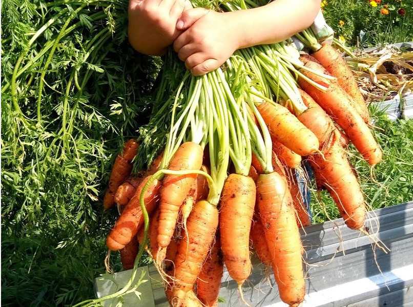 Какие сорта моркови лучшие для длительного хранения на зиму? выбираем и заготавливаем правильно