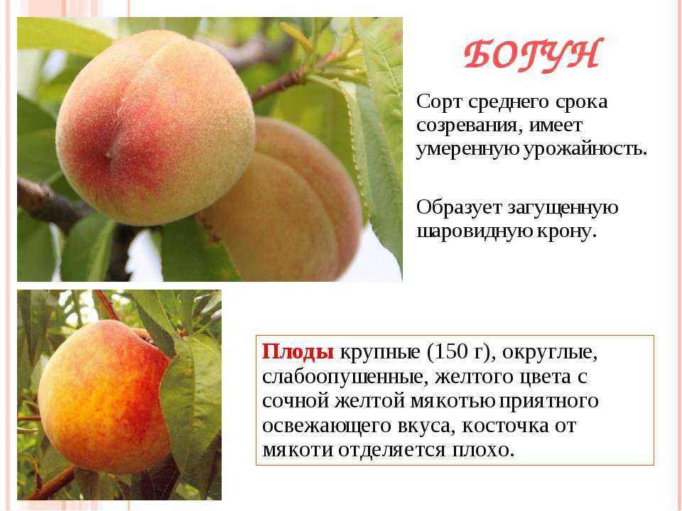 Обрезка персика осенью: схема, особенности правильного ухода за плодовым деревом