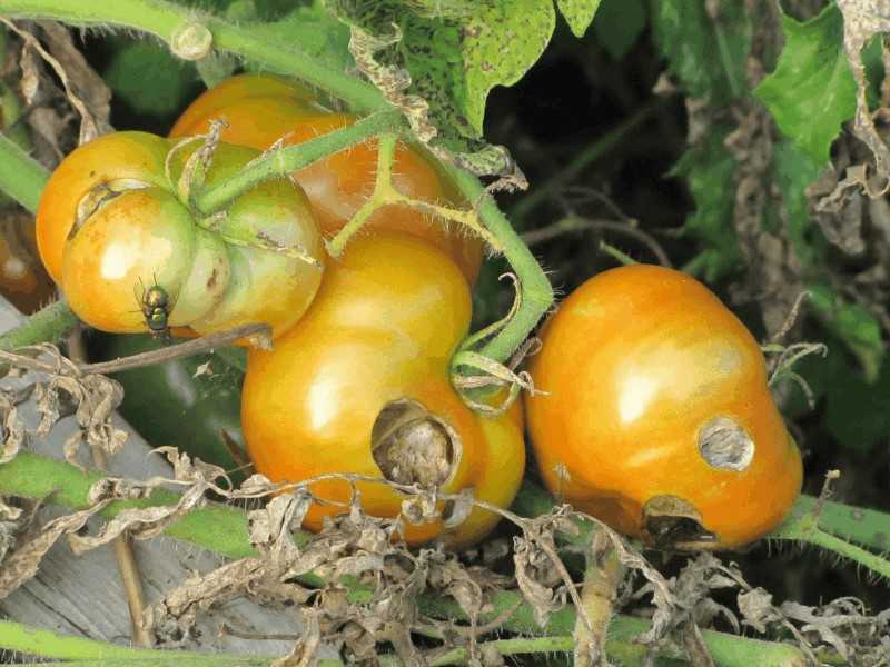Пятна на листьях томатов: описание болезней и методы лечения