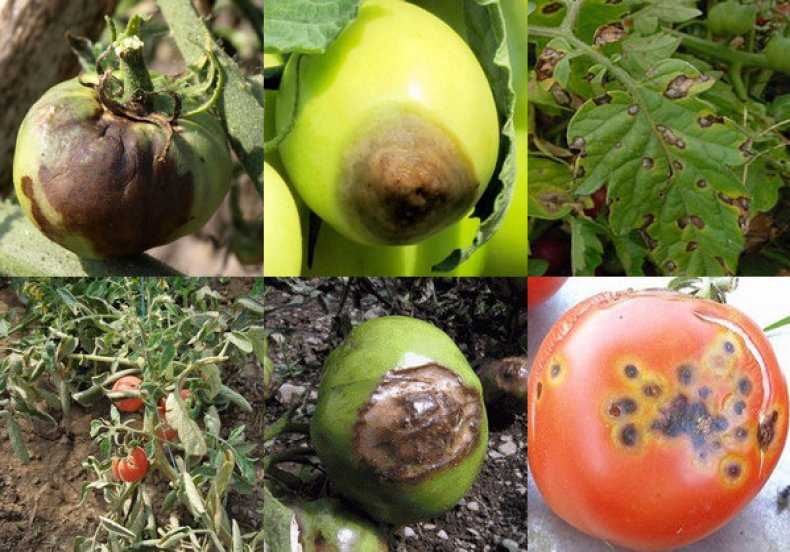 Чернеют помидоры снизу: что делать, способы борьбы с пятнами и методы профилактики