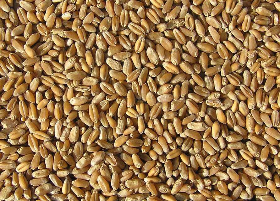 Пшеница фуражная: что это такое, одно и то же с кормовой или нет, выращивание и применение зерна 5 сорта (класса)