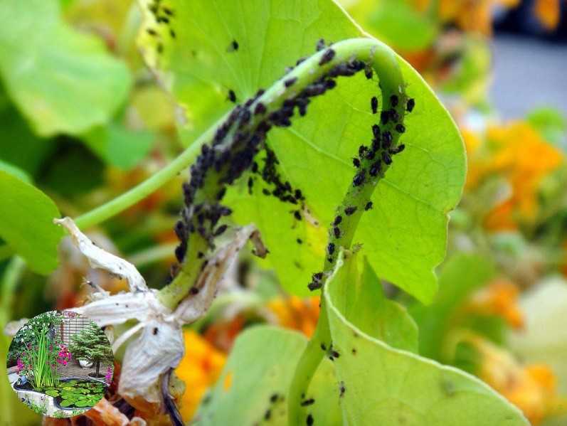 Народные средства от тли на огурцах: как бороться в открытом грунте и в теплице? способы борьбы с тлей снизу листьев во время плодоношения и после