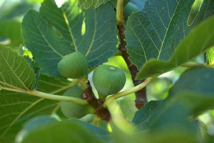 Инжир или смоква, его выращивание, плоды и полезные свойства