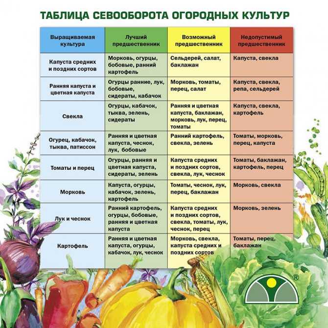 Совместимость растений на огороде: таблица. что с чем сажать :: syl.ru