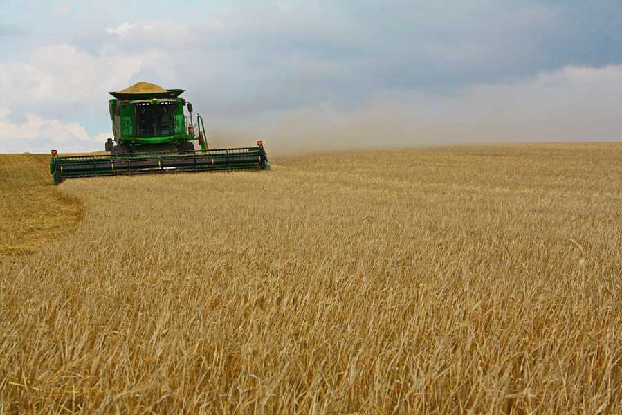 Технология выращивания высококачественного зерна озимой пшеницы на юге россии
