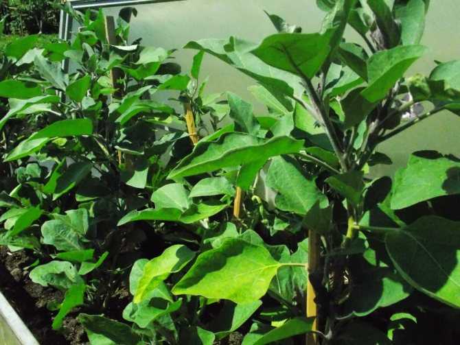 Баклажан щелкунчик f1: характеристика и описание сорта, отзывы, урожайность