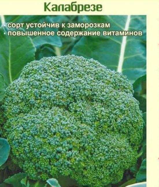 Нежные и витаминные листья капусты брокколи — лорд f1: отзывы и описание сорта