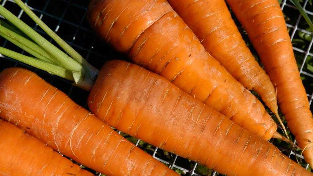 Морковь чемпион: описание и характеристика сорта, основные особенности, преимущества, недостатки, правила выращивания, урожайность, похожие виды русский фермер