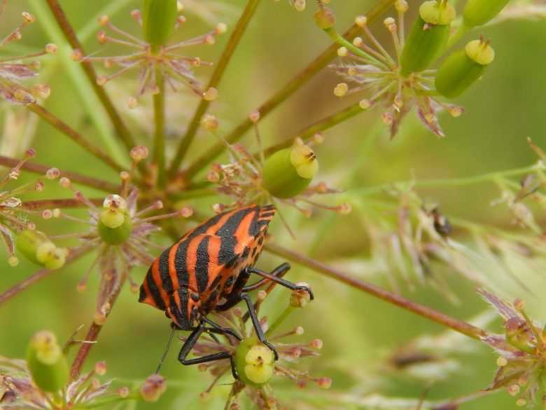 Жуки листоеды – как бороться, фото и описание вредителей