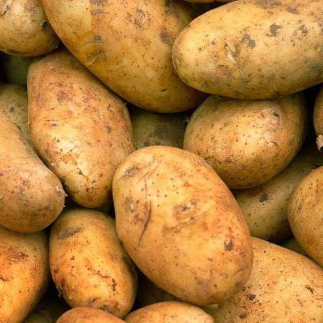 Картофель “бриз”: описание сорта + сорт картофеля бриз фото