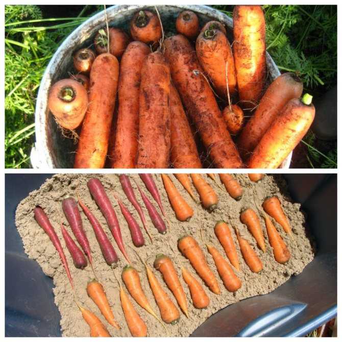 Хранение моркови на зиму в подвале в пакетах и свеклы, можно ли и как правильно складывать в полиэтиленовых (целлофановых) мешках в погребе (подполе) selo.guru — интернет портал о сельском хозяйстве