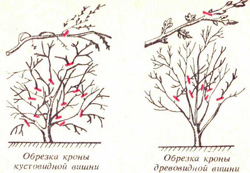 Обрезка вишни: когда и как правильно ее делать, летом после плодоношения, формирование дерева, после сбора урожая