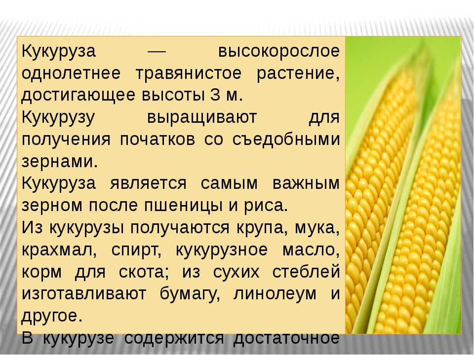 Четыре причины навсегда полюбить кукурузу