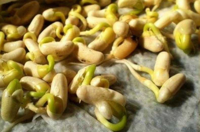 Когда и как правильно сажать фасоль семенами в открытый грунт: сроки, правила, схемы