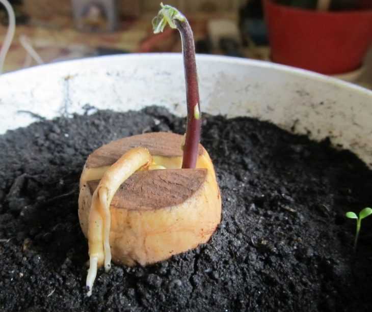 Как правильно вырастить абрикос из косточки в домашних условиях