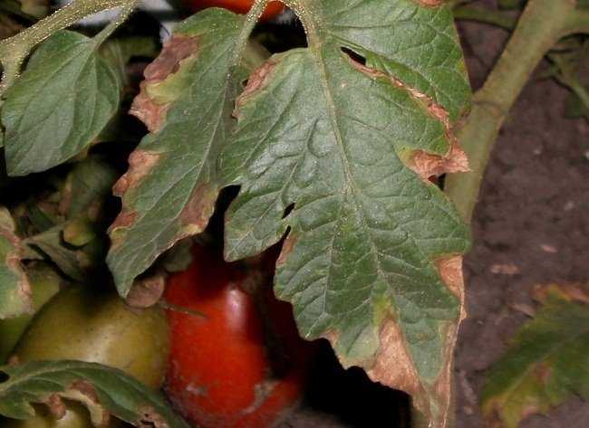 Пятна на листьях помидоров [диагностика и рекомендации что делать]