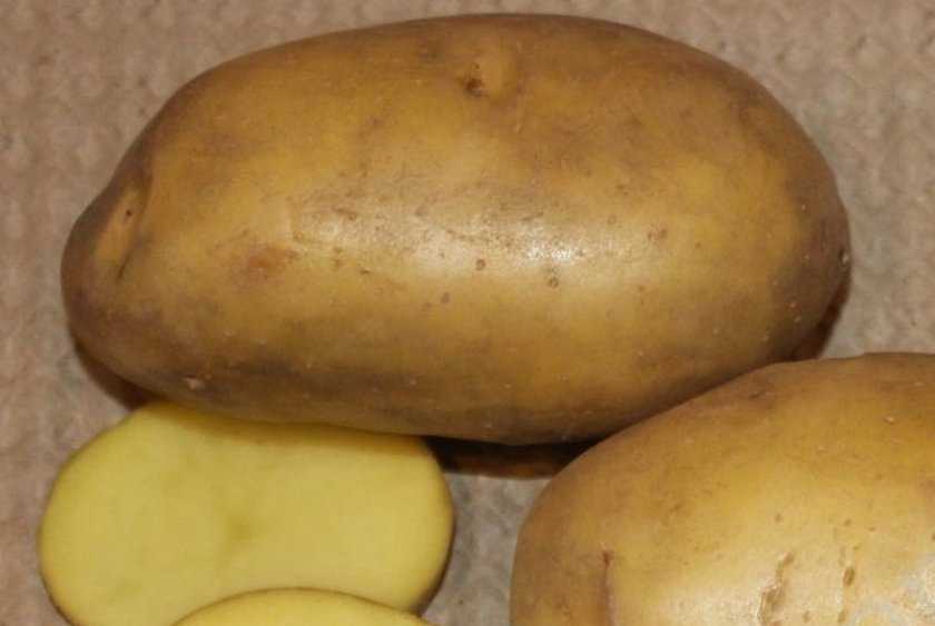 Картофель крепыш: описание сорта, фото, отзывы о вкусовых качествах и сроках созревания, особенности выращивания и хранения, характеристика урожайности