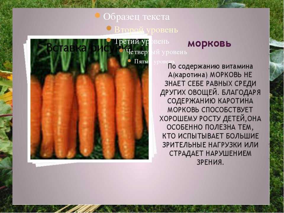 Морковь желтая: что это такое, чем отличается от оранжевой по химическому составу, польза и вред, а также пошаговая инструкция по выращиванию