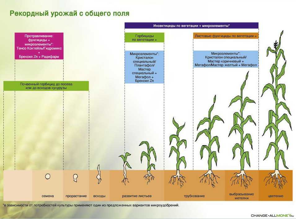 Технология выращивания проса: нормы высева, как растет, уход, уборка