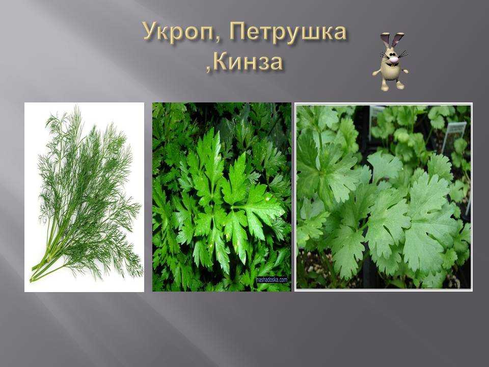Отличие кинзы и петрушки: являются ли они одним и тем же растением или нет, какими свойствами обладают и что полезнее, а также фото для сравнения русский фермер