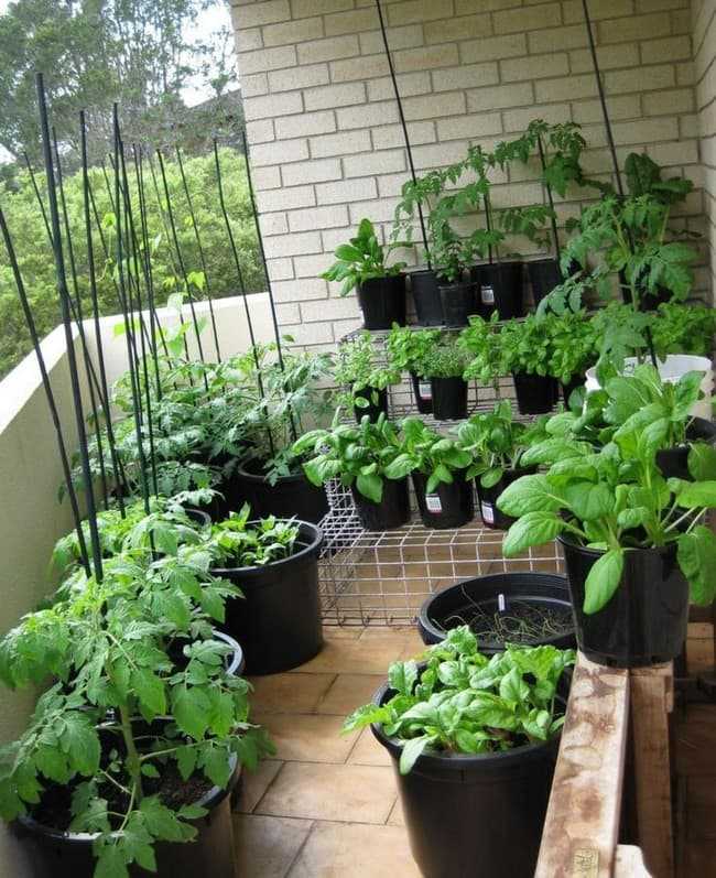 Как вырастить брокколи на огороде: узнайте за 5 минут