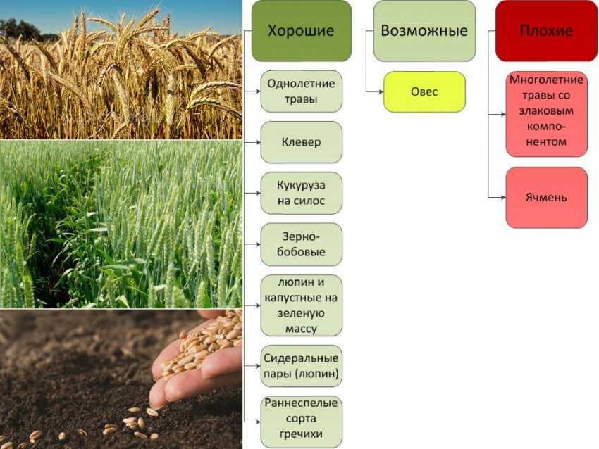 Характеристика и описание сорта яровой пшеницы канюк, посадка и уход
