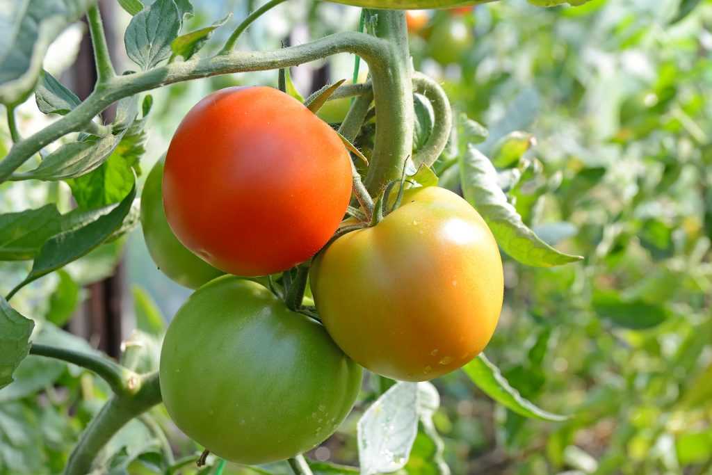 Эффективные способы ускорения созревания помидоров, перцев, огурцов, арбузов и других плодов