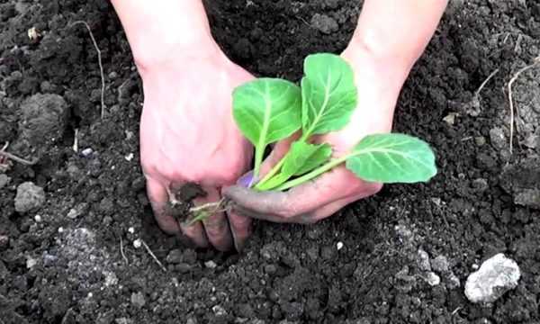 Брокколи: выращивание и уход в открытом грунте, посадка на рассаду
