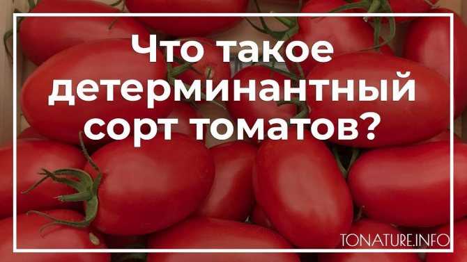 Особенности детерминантных сортов томатов: что это такое и как за ними ухаживать?