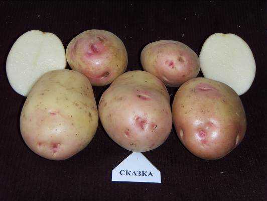 При варке клубни картофеля стали рассыпчатыми почему